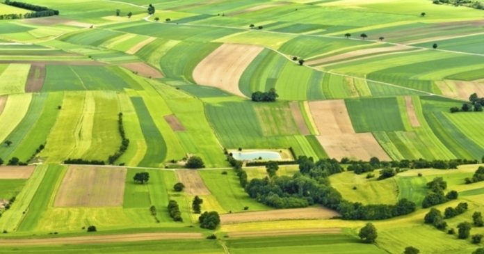 АМКУ викрив змову на земельних торгах у Турійській громаді: фермерське господарство та бухгалтерка діяли як єдина схема