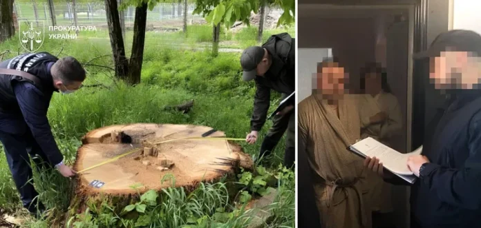 Корупційні зловживання у закупівлях деревини для ЗСУ: збитки перевищують 14,7 млн грн